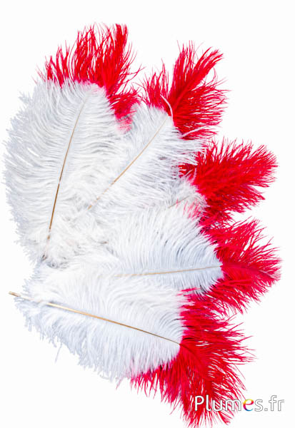 Struisvogel - 30-40 cm - creme punt rood